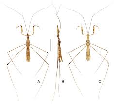 Attēlu rezultāti vaicājumam “Licea pygmaea sessile”