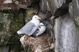 Attēlu rezultāti vaicājumam “Rissa tridactyla”