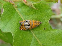 Attēlu rezultāti vaicājumam “Olethreutes arcuella”