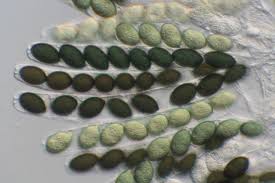 Attēlu rezultāti vaicājumam “Sordaria fimicola”