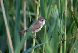 Image result for Acrocephalus agricola