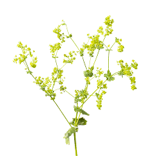 Attēlu rezultāti vaicājumam “Perizoma alchemilla”