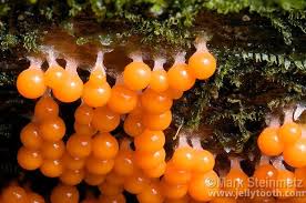 Attēlu rezultāti vaicājumam “Trichia sp.”