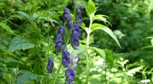 Attēlu rezultāti vaicājumam “Aconitum napellus leaf”