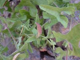 Attēlu rezultāti vaicājumam “Aristolochiaceae”
