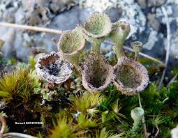 Attēlu rezultāti vaicājumam “Cladonia pyxidata”