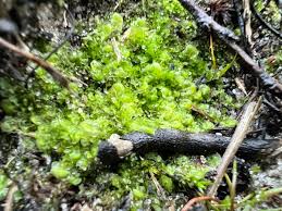 Attēlu rezultāti vaicājumam “Scapania irrigua”