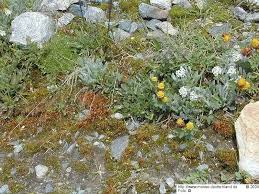 Attēlu rezultāti vaicājumam “Pohlia sphagnicola”