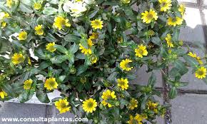 Image result for Sanvitalia procumbens