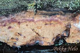 Attēlu rezultāti vaicājumam “Hapalopilus aurantiacus”