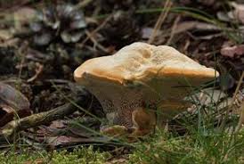 Attēlu rezultāti vaicājumam “Onnia triquetra”