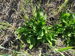 Attēlu rezultāti vaicājumam “Plantago major subsp. intermedia”