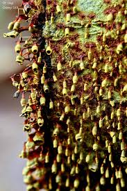 Attēlu rezultāti vaicājumam “Physarum virescens young”