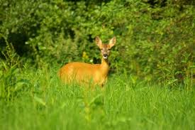 Reh im Wald - Bild \u0026amp; Foto von Karlheinz Nix aus Pflanzenfresser ...