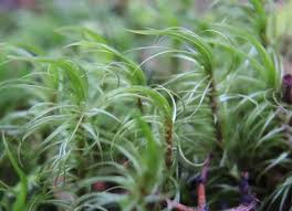 Attēlu rezultāti vaicājumam “Dicranales”