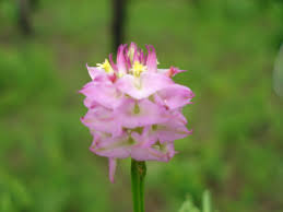 Attēlu rezultāti vaicājumam “Polygalaceae”