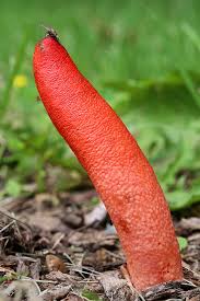 Attēlu rezultāti vaicājumam “Mutinus ravenelii”