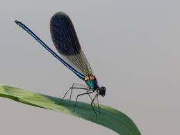 Attēlu rezultāti vaicājumam “Calopterygidae”