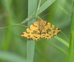 Attēlu rezultāti vaicājumam “Pseudopanthera macularia”