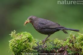 Attēlu rezultāti vaicājumam “Turdus merula female”