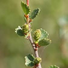 Attēlu rezultāti vaicājumam “Betula nana”
