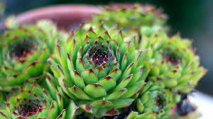 Image result for echtes Hauswurz