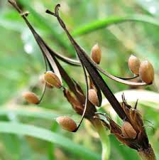Attēlu rezultāti vaicājumam “Geranium palustre fruit”