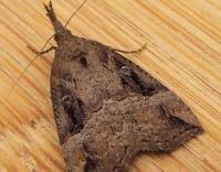 Attēlu rezultāti vaicājumam “Hypena rostralis”