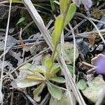 Attēlu rezultāti vaicājumam “Polygala amarella leaf”
