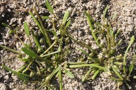 Attēlu rezultāti vaicājumam “Limosella aquatica leaf”