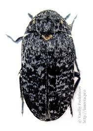 Attēlu rezultāti vaicājumam “Dermestes murinus”