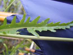Attēlu rezultāti vaicājumam “Rorippa amphibia”