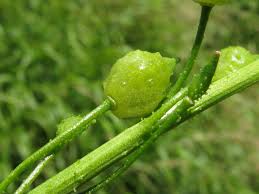 Attēlu rezultāti vaicājumam “Bunias orientalis bud”