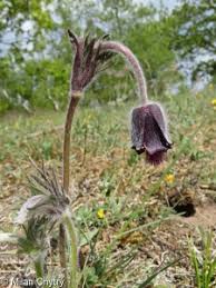 Attēlu rezultāti vaicājumam “Pulsatilla pratensis fruit”