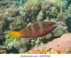 Image result for Scarus ferrugineus
