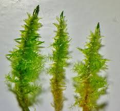 Attēlu rezultāti vaicājumam “Calliergon giganteum”