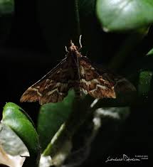 Attēlu rezultāti vaicājumam “Diasemia reticularis”