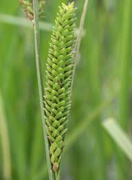 Attēlu rezultāti vaicājumam “Carex acutiformis flower”