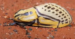 Attēlu rezultāti vaicājumam “Nolidae”