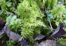 Attēlu rezultāti vaicājumam “Thuidium tamariscinum”