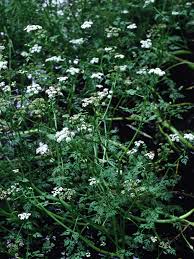 Attēlu rezultāti vaicājumam “Oenanthe aquatica leaf”