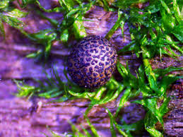 Attēlu rezultāti vaicājumam “Collaria rubens macro”