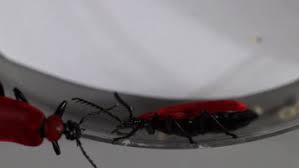 Attēlu rezultāti vaicājumam “Pyrochroidae imago”