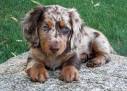 Gus the Dachshund | Puppies | Daily Puppy