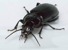 Attēlu rezultāti vaicājumam “Pterostichus melanarius”