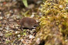 Attēlu rezultāti vaicājumam “Sorex araneus”