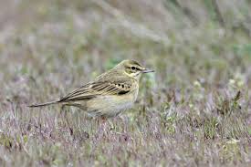 Image result for Anthus campestris