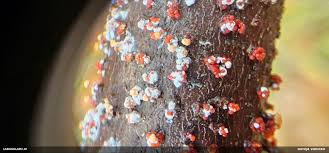 Attēlu rezultāti vaicājumam “Gulielmina vermicularis macro”