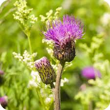 Attēlu rezultāti vaicājumam “Cirsium heterophyllum leaf”