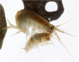 Attēlu rezultāti vaicājumam “Amphipoda”